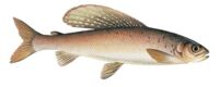 Photo of Arctic Grayling