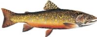 Photo of Brook Trout