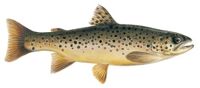 Photo of Brown Trout
