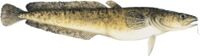 Photo of Burbot