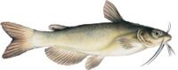 Photo of Channel Catfish