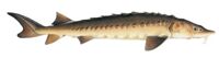 Photo of Lake Sturgeon