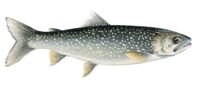 Photo of Lake Trout