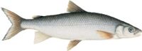 Photo of Lake Whitefish