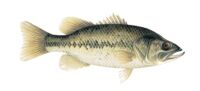 Photo of Largemouth Bass