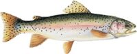 Photo of Rainbow Trout