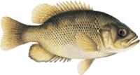 Photo of Rock Bass