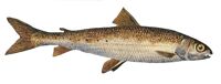 Photo of Round Whitefish