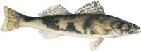 Photo of Sauger