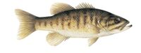 Photo of Smallmouth Bass