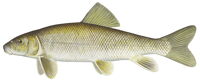 Photo of White Sucker