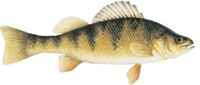 Photo of Yellow Perch