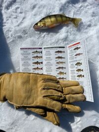 Double checking my Yellow Perch against the guide ;)